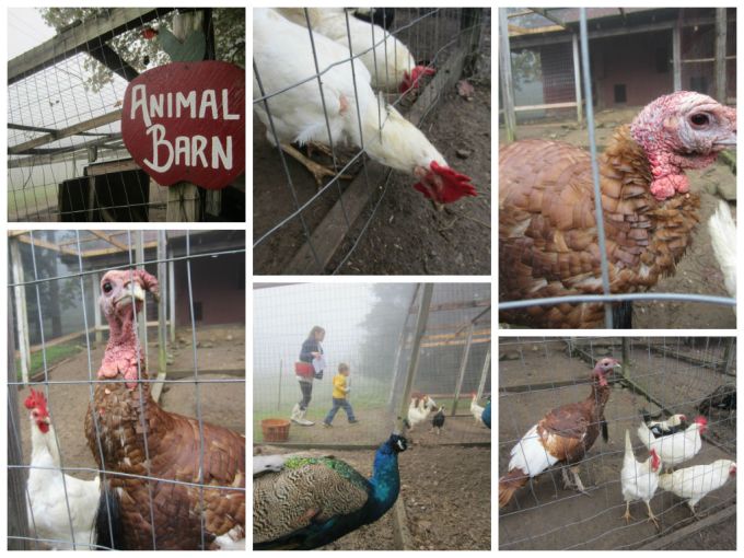 Sky Top Orchard In Asheville, NC: Family Friendly Review