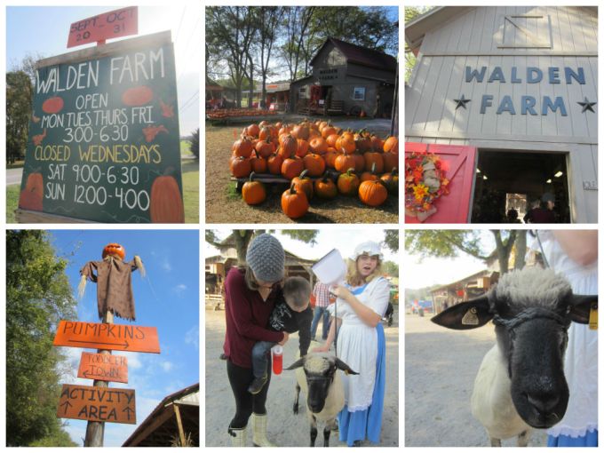 Walden Farm (Pumpkin Patch): Family Friendly Review