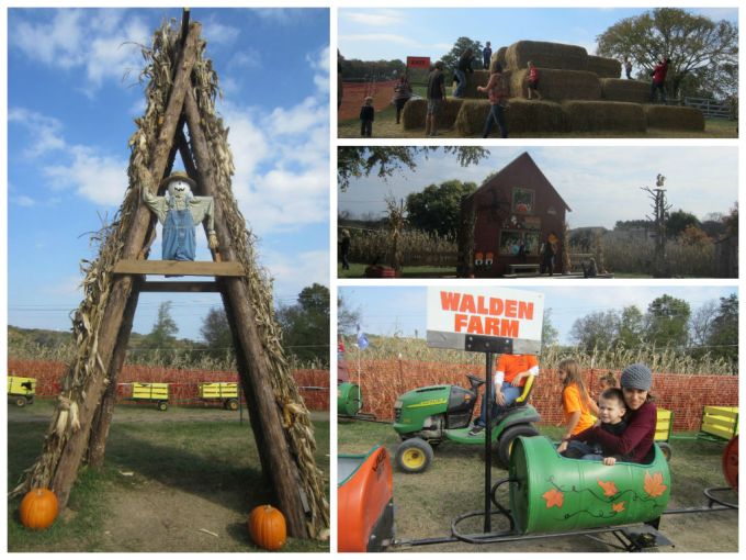 Walden Farm (Pumpkin Patch): Family Friendly Review