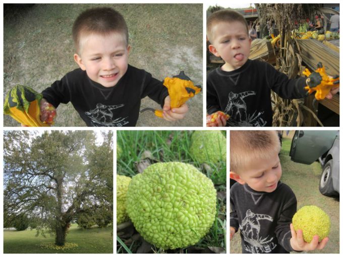 Walden Farm (Pumpkin Patch): Family Friendly Review