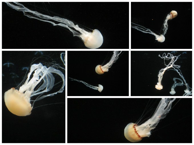 Dear Jack: Family in a Camry- “Monterey Bay Aquarium”