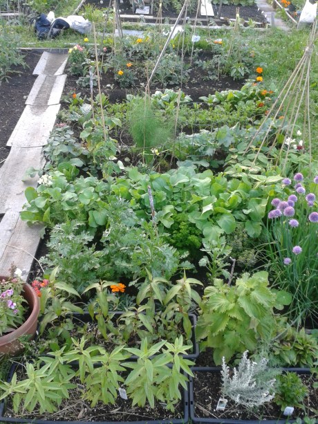 After ten years of being vegetarian, I decided to go vegan with my boyfriend... two years ago! At the beginning, most of the recipes I tried were dupes for our favourite dishes: I bought already made sauces, seasoned tofu burgers, hummus and a ton of other already made vegan products. Because I tried to keep gluten out of the kitchen, choosing products to buy was a little bit complicated and we soon fell in a loop of the same recipes over and over again. However, we were happy! We felt great in our bodies, and more comfortable with our conscience. We had a ton of energy, my skin cleared up, and we were not hungry all the time. During these first few months, we tested a lot of vegan products, but quickly realized that we were better off with cooking from scratch. First because the already-made products were often filled with a lot of additives, fat and salt. Second, well their prices started to add up, and, well, I'm just a high-school teacher. So I started to buy some vegan cookbooks, explored the internet for some recipes and tips, but most of all, I started to experiment more. I started making my own hummus, buying in bulk, and invented some fun recipes that I share on my blog. I also learned a lot more on nutrition, what vegetables to always have on hand, how to eat a ton of greens without feeling like a rabbit and how to use avocado in a 100 ways (okay, almost a 100 ways...). When I read stories of people going vegan, they always say that they have lost a ton of weight. Did this happen for my boyfriend and me? Yes. We started to eat vegan and turned into supermodels and made the cover of Vogue magazine. Not really. Not really at all. Not at all. I'm guessing that we had too much fun cooking and tasting yummy recipes of cakes, cupcakes, chocolates, nice cream, cookies, noodles, pies, soups,... what were we talking about? Ah, yes, the most important thing that we realized through being vegan is that vegan food tastes amazing and is so satisfying. I did note an amazing skin improvement however... which is pretty amazing! Really, I don't see myself going back to eat meat or dairy any time soon, if ever. Not only is vegan food incredible, the ethics that pushed us to be vegan in the first place is just too present for us to be tempted to go back. So what's the next step for me and my boyfriend? Well, we have recently started to grow our own food, and have found new ways to do it too. This whole process as been such an incredible learning process filled with delicious discoveries. Well, I'm going to stop here because I'm starting to get cheesy, and well... that's not vegan.