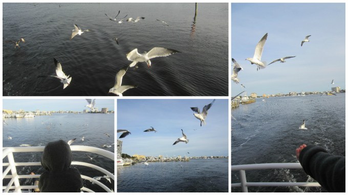 Dear Jack: You Got to Go on the Southern Star Dolphin Cruise in Destin!