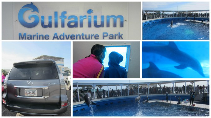Dear Jack: You Got to Pet and Feed Dolphins at the Gulfarium Marine Adventure Park!