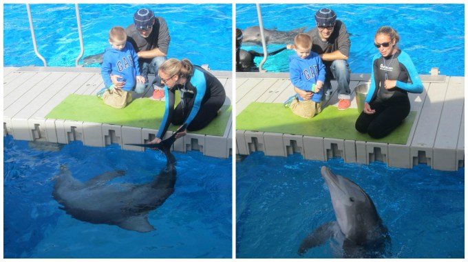 Dear Jack: You Got to Pet and Feed Dolphins at the Gulfarium Marine Adventure Park!