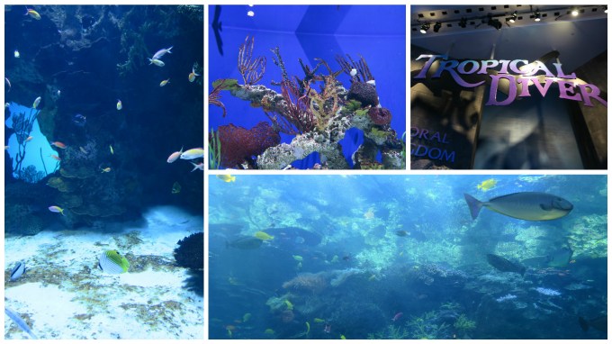 Dear Jack: Our Trip to the Atlanta Aquarium