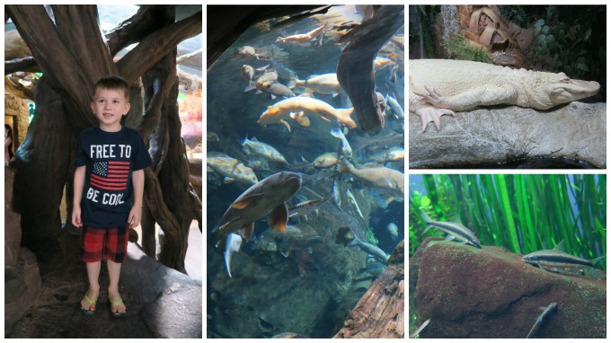 Dear Jack: Our Trip to the Atlanta Aquarium