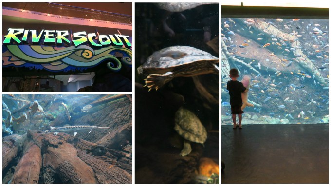 Dear Jack: Our Trip to the Atlanta Aquarium