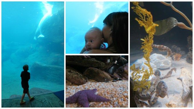 Dear Jack: Our Trip to the Atlanta Aquarium