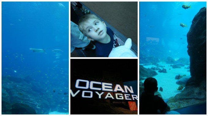Dear Jack: Our Trip to the Atlanta Aquarium